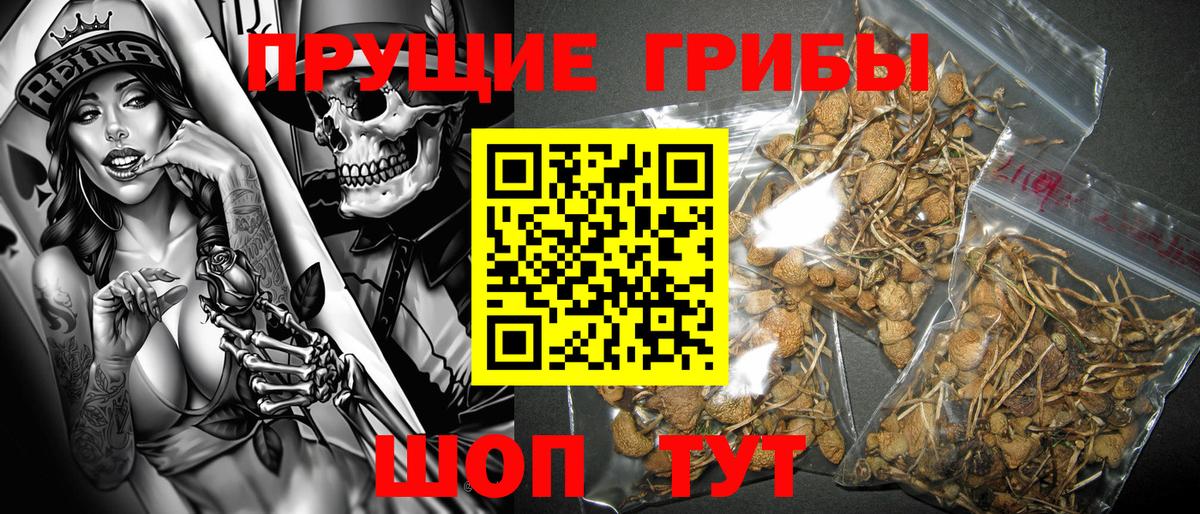 Новодвинск  Галлюциногенные грибы Psilocybine cubensis  Вход с VPN 