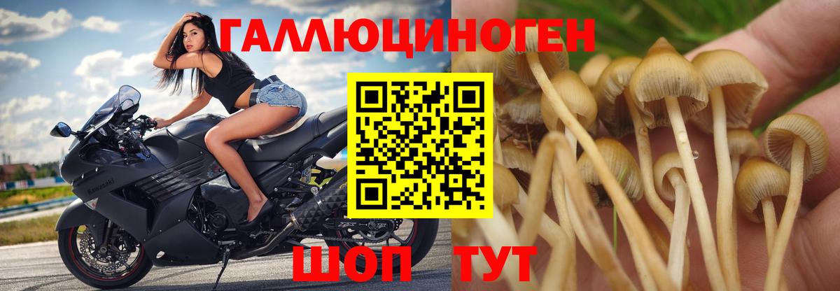 Галлюциногенные грибы GOLDEN TEACHER Новодвинск